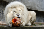 Witte leeuw eet pomp